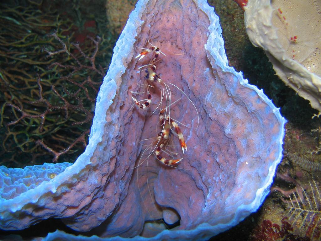 Sunset Bay Club & Seaside Dive Resort Salisbury Luaran gambar